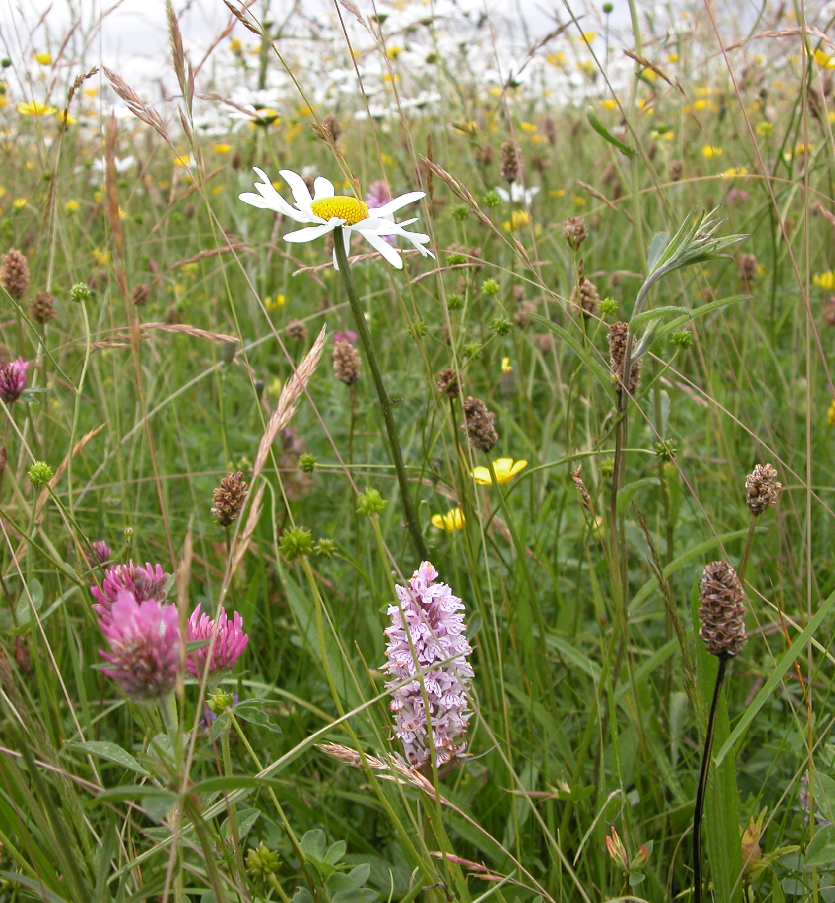 August 12, 2020 Virtual Meeting Wildflowers Spotted in Northern